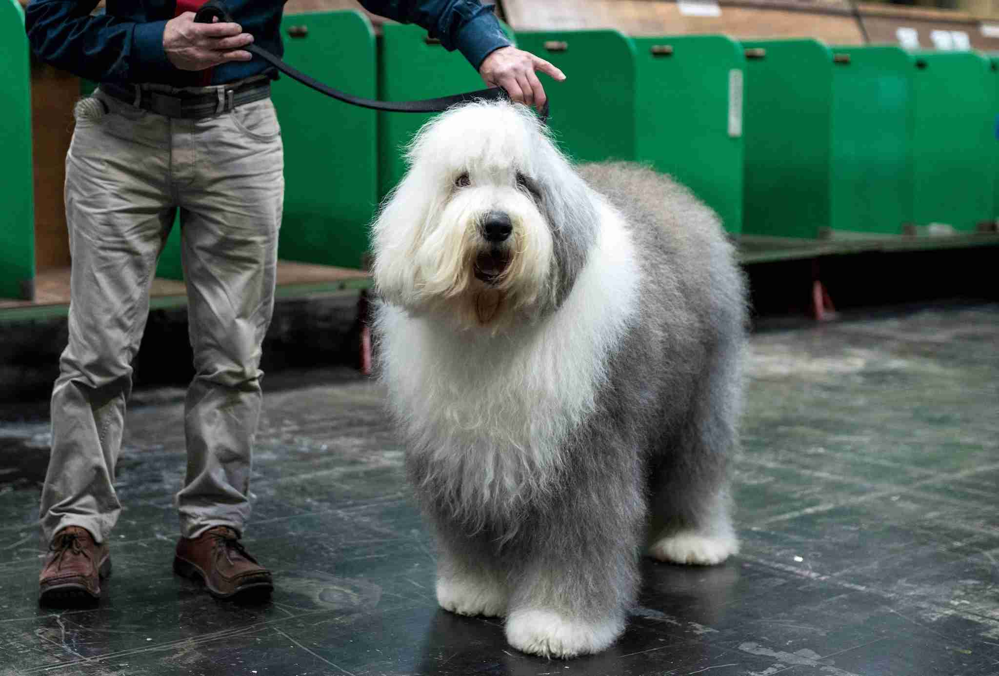 英原産シープドッグが絶滅の危機 愛犬団体発表（ＡＦＰ＝時事） - Yahoo!ニュース
