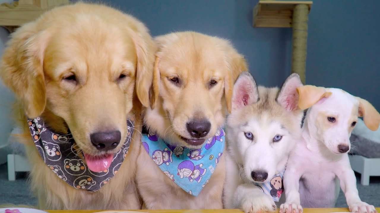 トビファミリーの幼犬時代を振り返る・犬たちはこんな感じだったんだ！ - YouTube