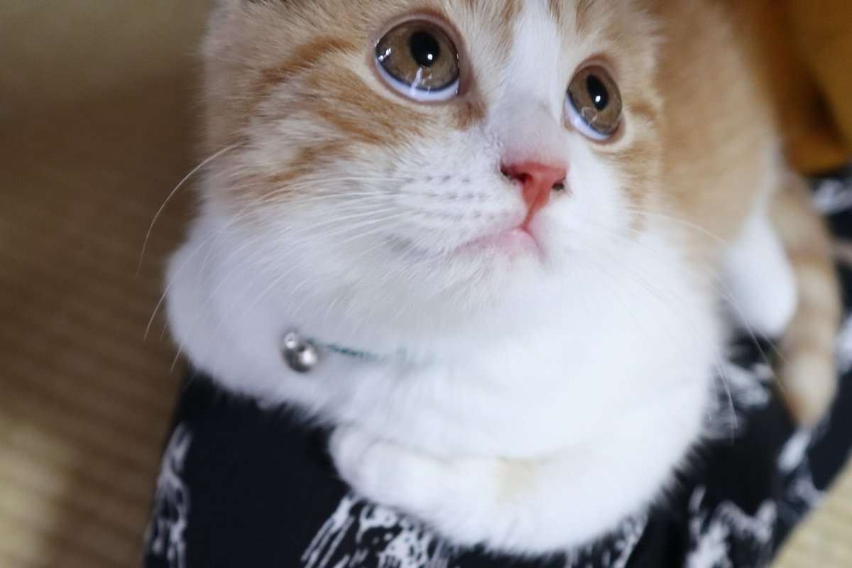 世界の不思議や謎について語るトピPART6