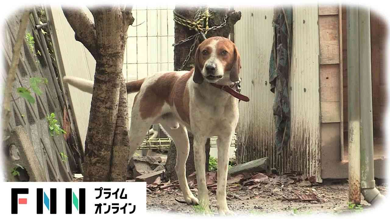 耳などかまれ意識不明　飼い犬と散歩中に - YouTube