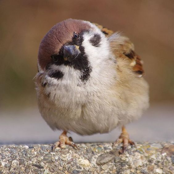スズメを愛でるトピ