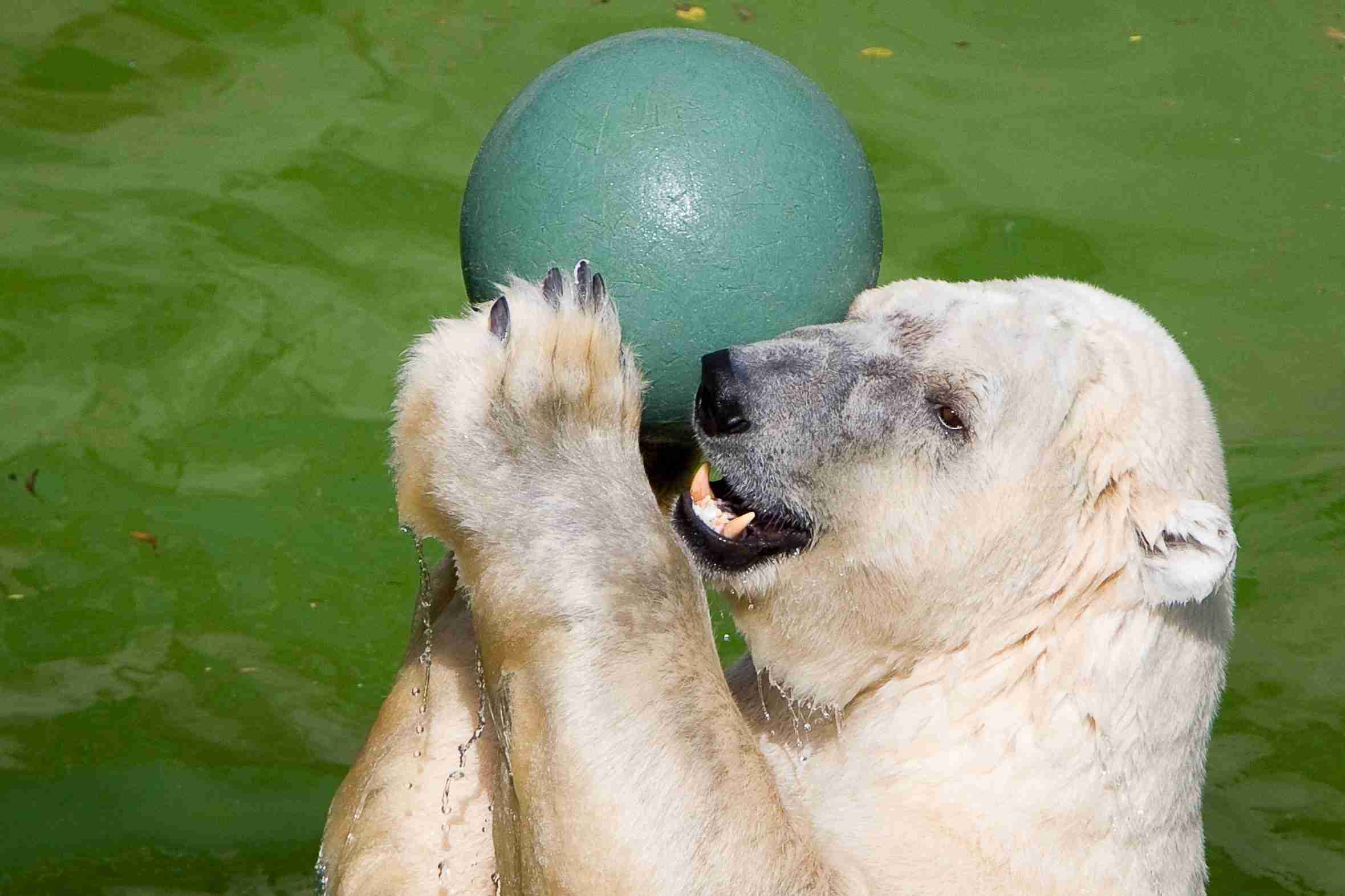 シロクマが客に投げられたボールを飲み腸閉塞で死亡 動物園職員が悲痛な訴え ガールズちゃんねる Girls Channel