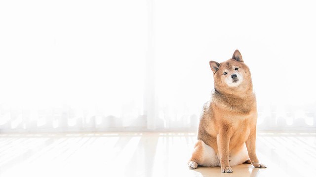 犬や猫の飼い主必見 生涯かかる費用に「思わぬギャップ」も