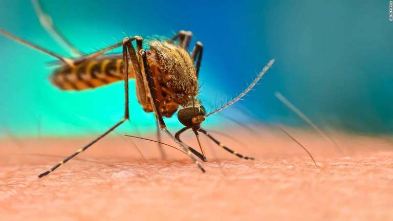 CNN.co.jp : 遺伝子組み換えた蚊７．５億匹を放つ計画、地元が承認　米フロリダ州