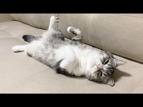 なでなで待ちの猫をしばらく放置してみた反応がかわいすぎた…w - YouTube