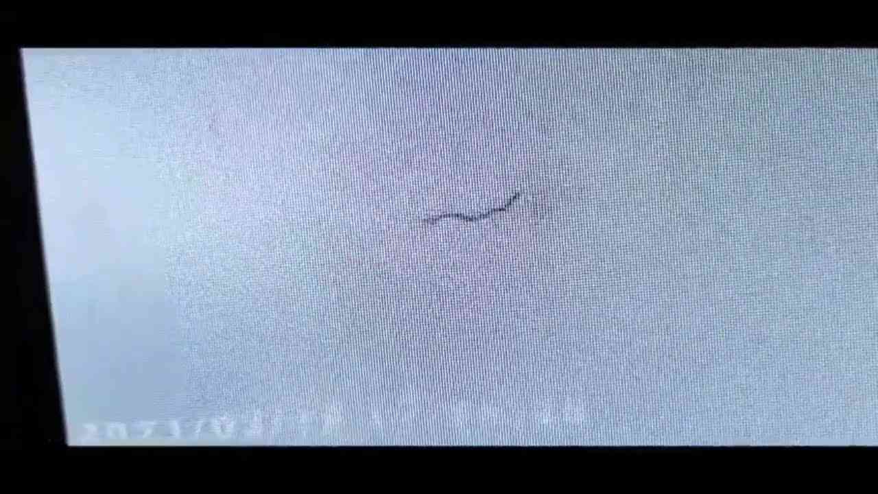 Parasiten in PCR Test - Parasitas Morgellons em teste de PCR - Morgellons parasites in PCR test - YouTube