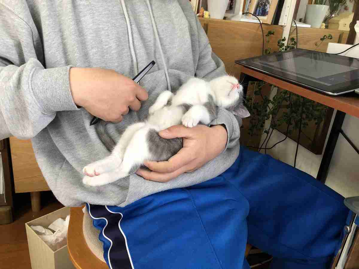 「仕事にいきたくない」子猫の愛くるしい寝姿に思わずつぶやいた飼い主に共感の渦「俺も行かない」「在宅ワーク決定」