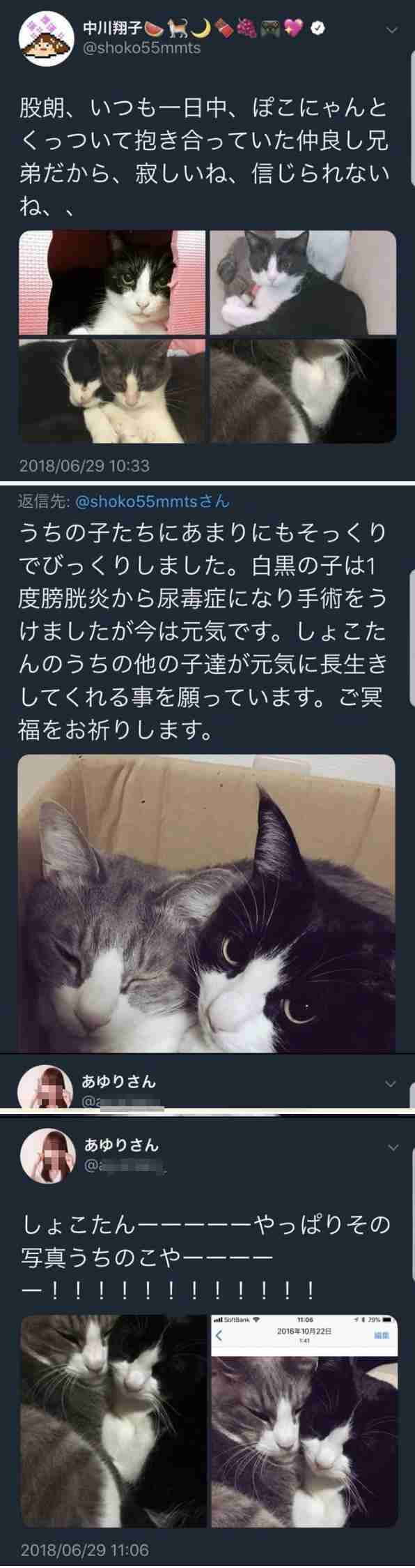 中川翔子がシバターの求愛を拒否「無理です。不倫は絶対に許せない」