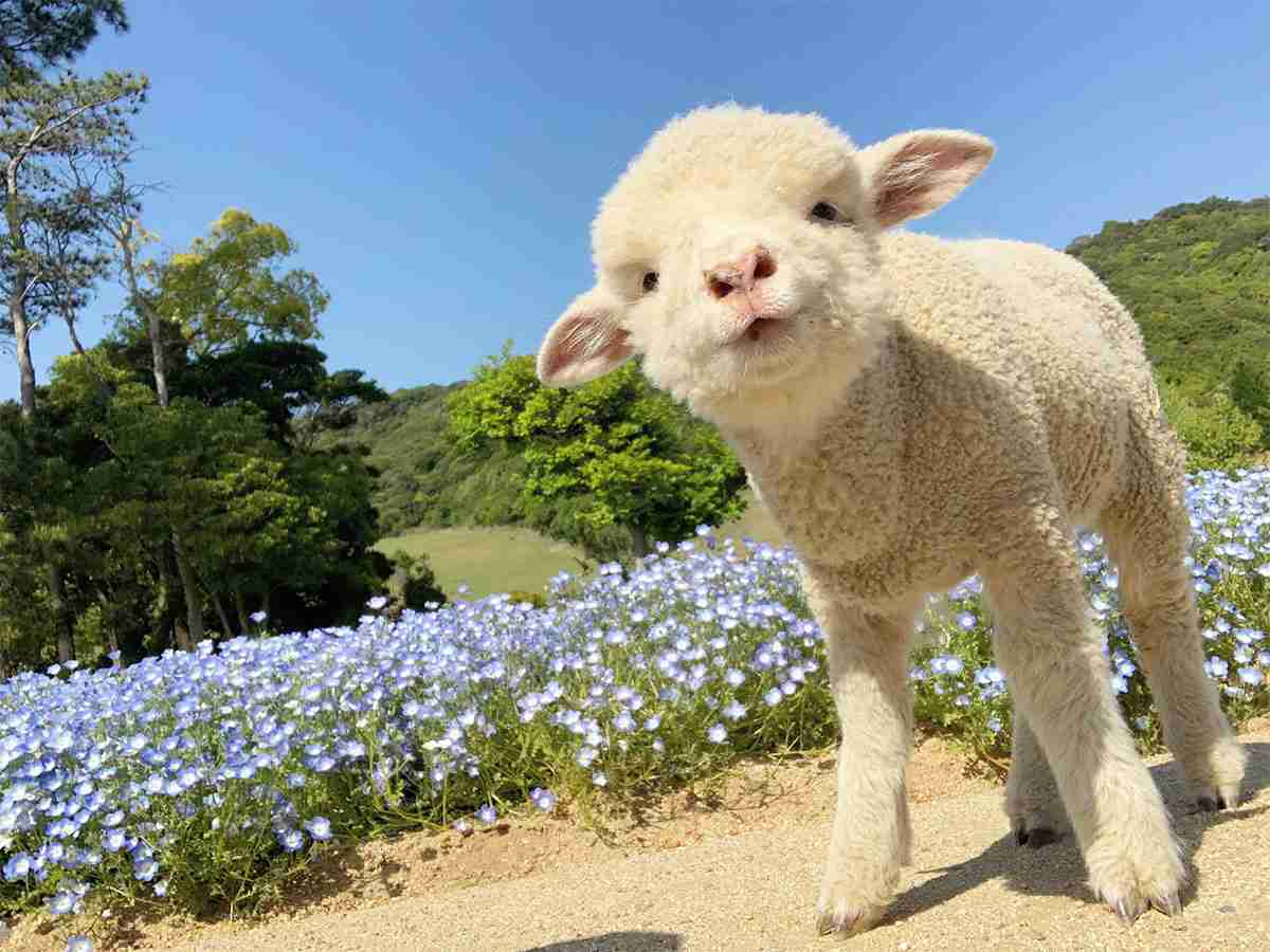 臨時休園中に、ネモフィラ畑を散歩する子羊　かわいすぎる８枚の写真に癒される | TRILL【トリル】