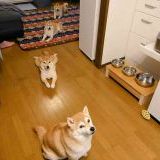 柴犬をしばけんと読む人が多いのが気になってる… | ガールズちゃんねる - Girls Channel -