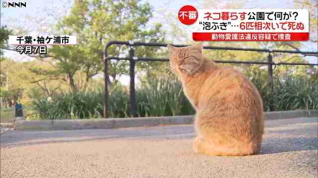千葉の公園で猫が泡をふくなどで6匹死ぬ「毒物による可能性高い」