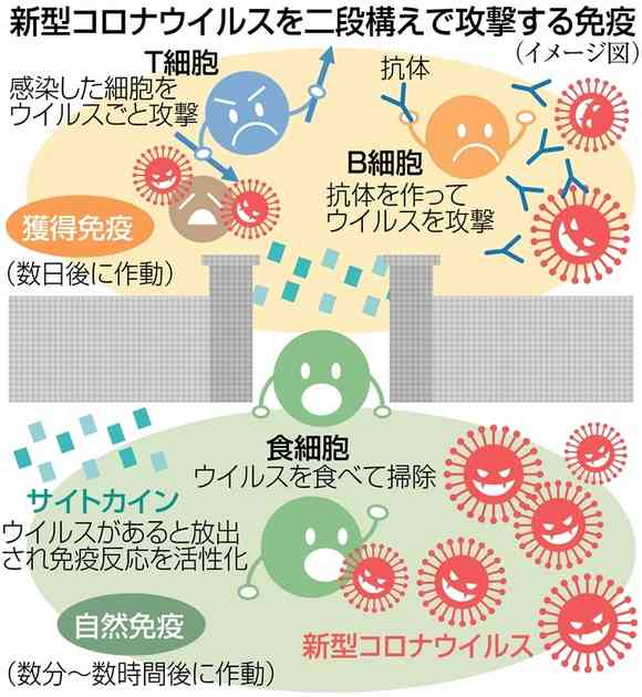 終息のシナリオは？弱毒化してる？　識者に聞くコロナの最新情報｜【西日本新聞ニュース】