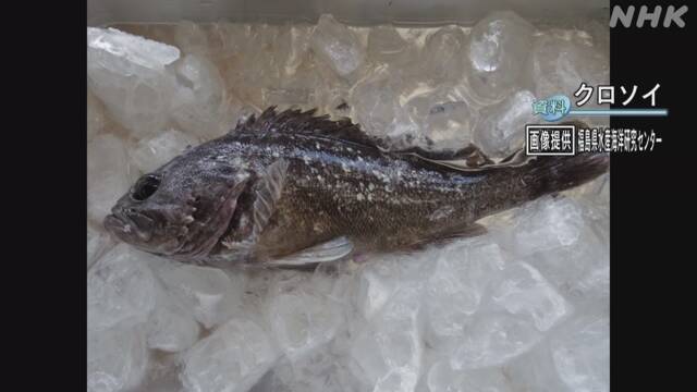 福島県沖 クロソイから基準超の放射性物質 出荷を停止 | 福島第一原発 | NHKニュース