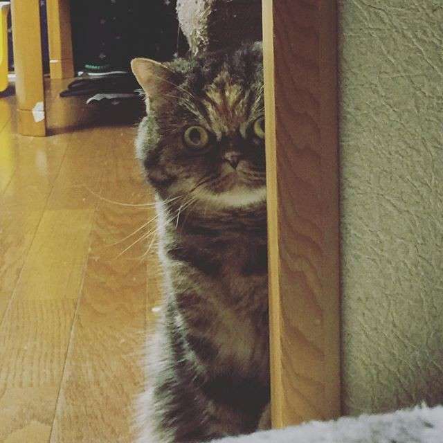 目力の強い動物たち