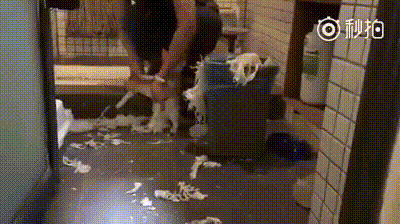 犬のしつけ方法や犬特有のクセなど、皆さんどうしてますか？