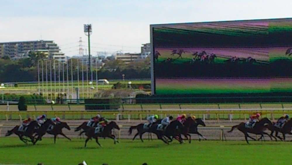 競走馬の9割が胃潰瘍　人間と同じ「ストレス」が原因: J-CAST ニュース【全文表示】