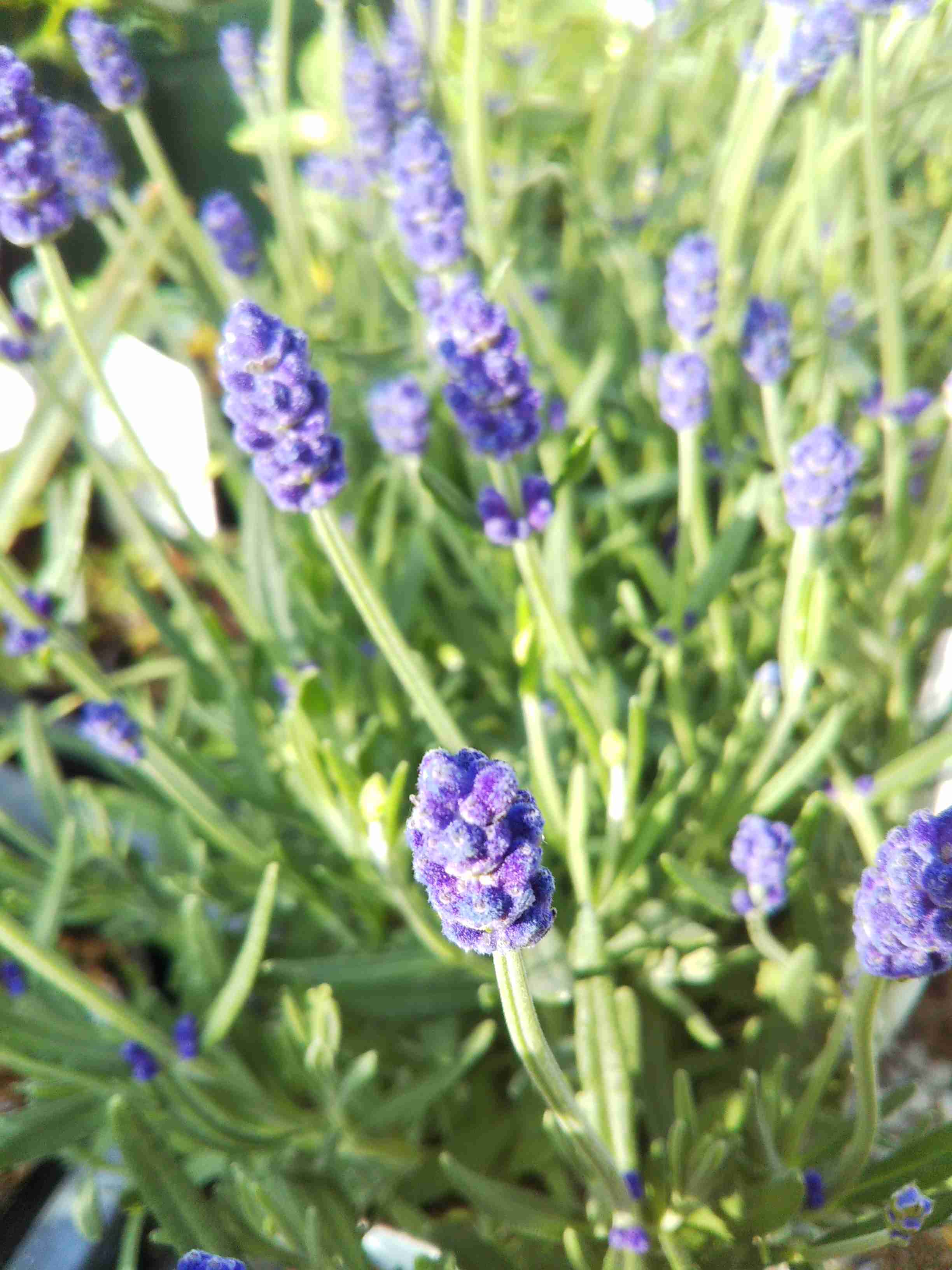 【ガーデニング】ガルちゃん園芸部【花・植物】