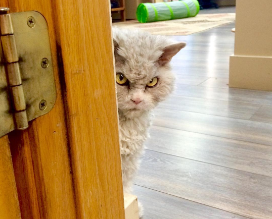 目力の強い動物たち