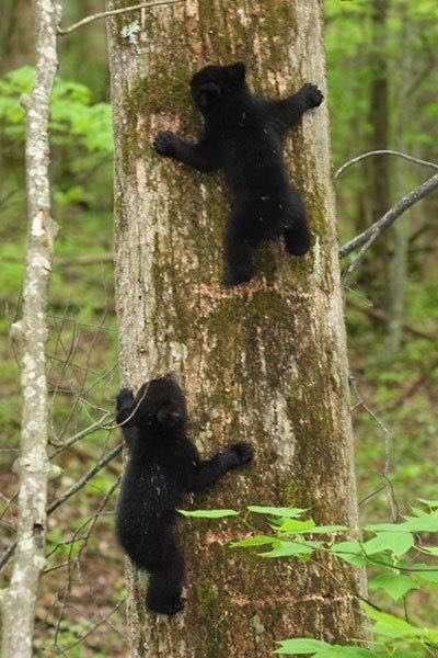 木登りしている動物の画像ください
