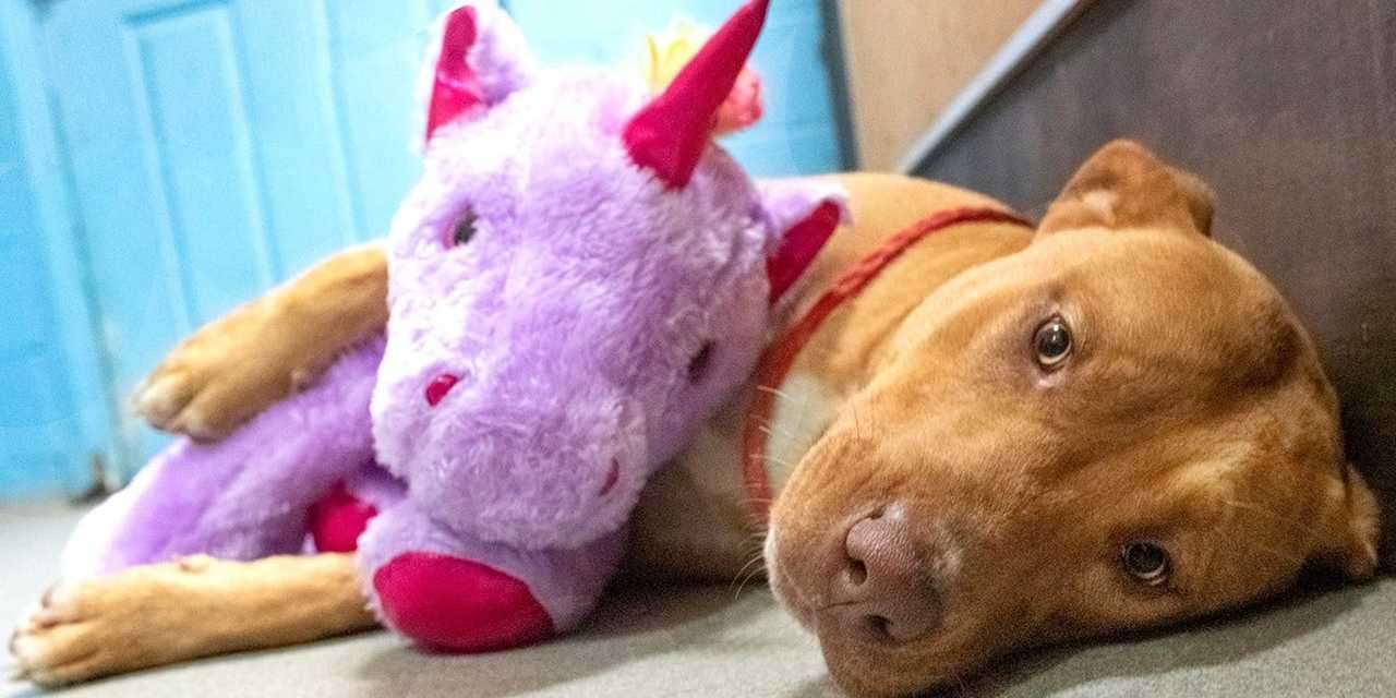ユニコーンのおもちゃを盗もうと店に5回侵入した野良犬、おもちゃと一緒に保護される
