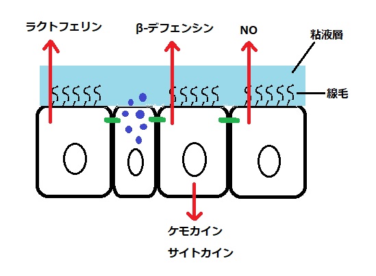 コロナウイルスPCR検査は意味が無いという意見について｜臨床獣医師の立場から