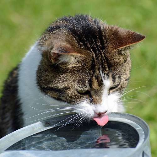 猫舌あるある