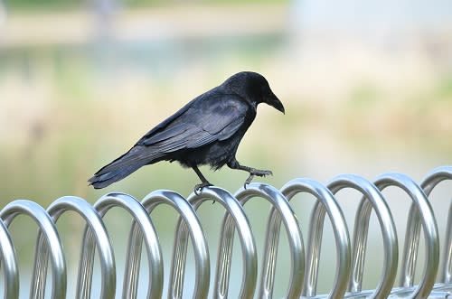 ガルちゃん野鳥図鑑