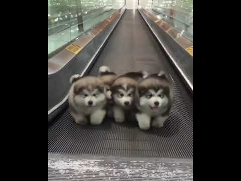 4 puppies walking to Bee Gees - Stayin' Alive full song - YouTube