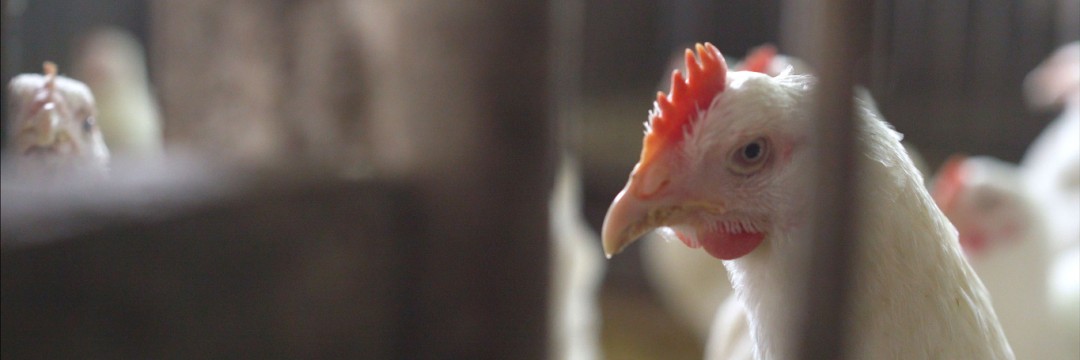 抗生物質にまみれ…日本のニワトリが辿る「悲劇」をご存知ですか？（週刊現代） | 現代ビジネス | 講談社（1/6）