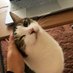 猫コタさんと???と親バカ on Twitter: 