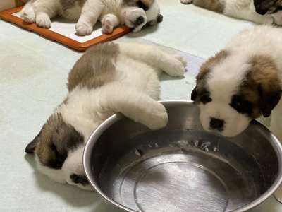 大型犬が好きな人