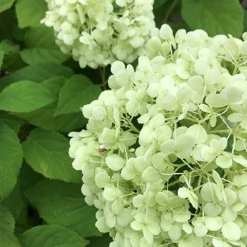いろんなグリーンの花が見たい