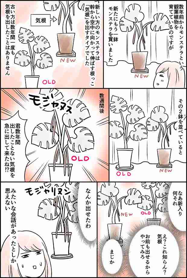 花、植物に関する話(不思議な体験)