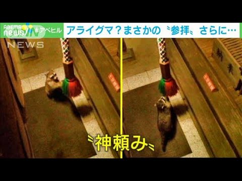 「仕草が人間」アライグマ？神社を“参拝”さらに・・・(2021年5月28日) - YouTube