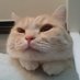 知念実希人　小説家・医師 on Twitter: 