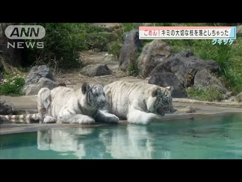 大切な枝が池に・・・　拾いたいが届かない子白虎たち(2021年5月11日) - YouTube