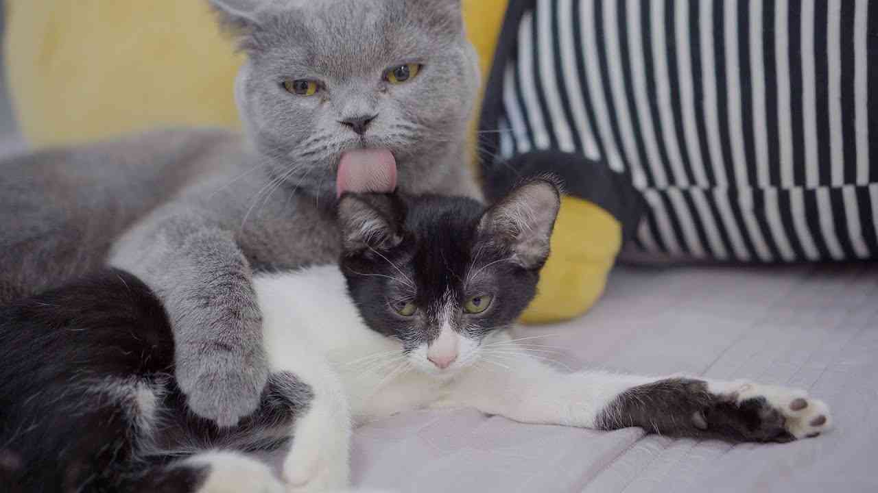 お母さんの愛情不足だった保護子猫を自分の子供のような思うようになった猫 - YouTube