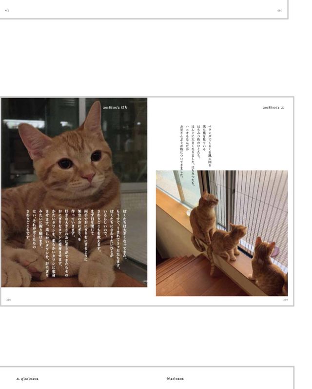 石田ゆり子、愛猫たちとの日常をまとめた書籍発売「印税は全て保護犬、保護猫のため」