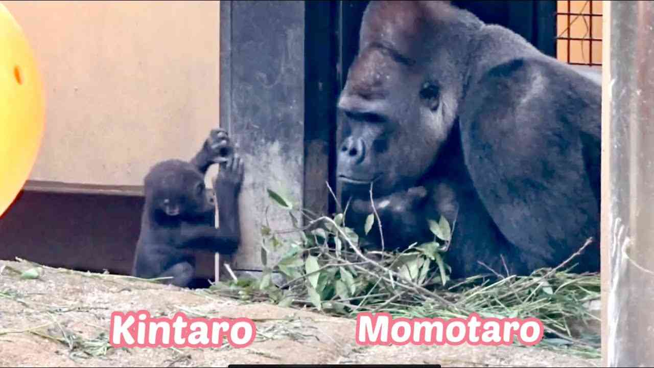 ２児の父モモタロウ！育メンへの道２⭐️ゴリラ Gorilla【京都市動物園】The road to becoming a good father 2 - YouTube