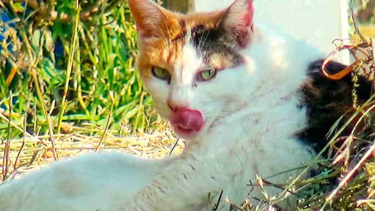 ちんぽやくざのテーマ DEMO - YouTube