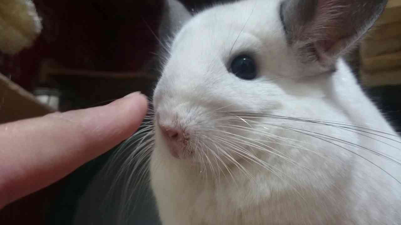 【チンチラ】指かぷ - YouTube