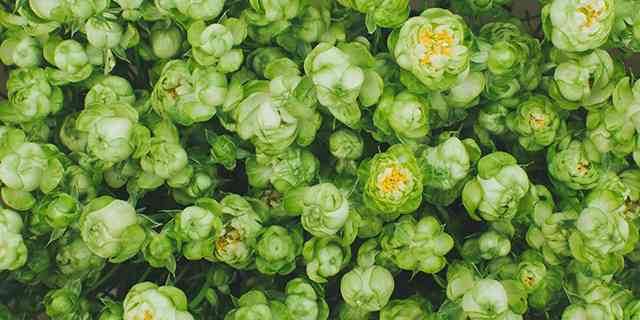 いろんなグリーンの花が見たい