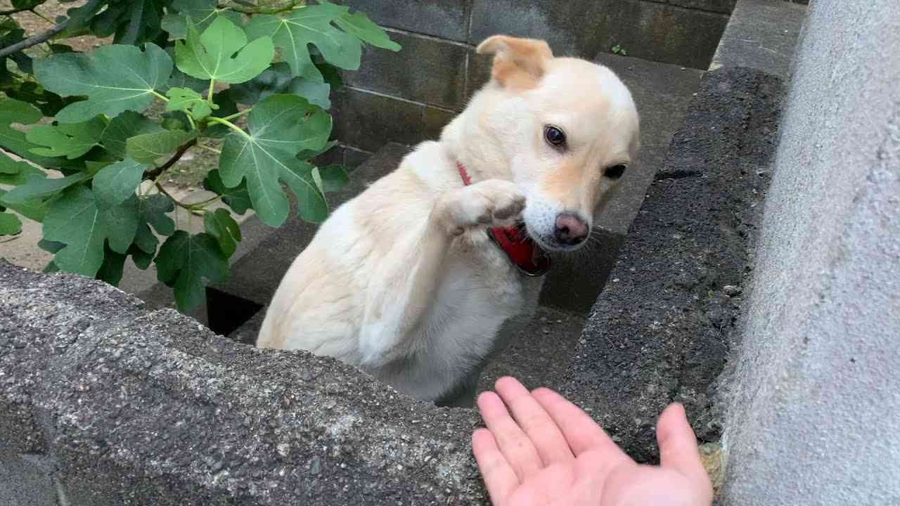 日本一優しいお手ができる白い犬 / She can do the most peaceful shake hands in Japan - YouTube