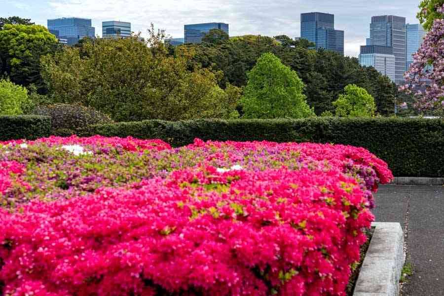 意外と知らない？ 東京の街で「ツツジ」をしょっちゅう見かける理由