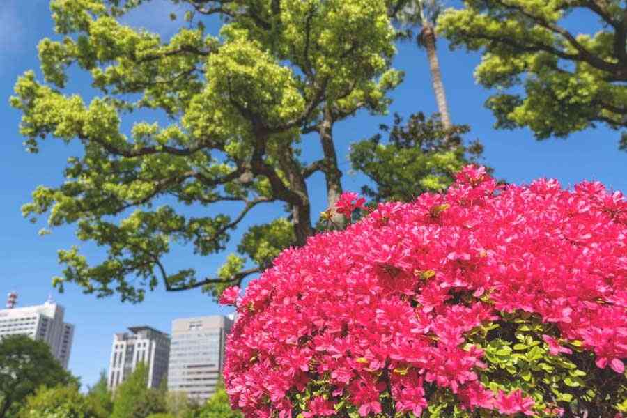 意外と知らない？ 東京の街で「ツツジ」をしょっちゅう見かける理由 | アーバン ライフ メトロ - URBAN LIFE METRO - ULM