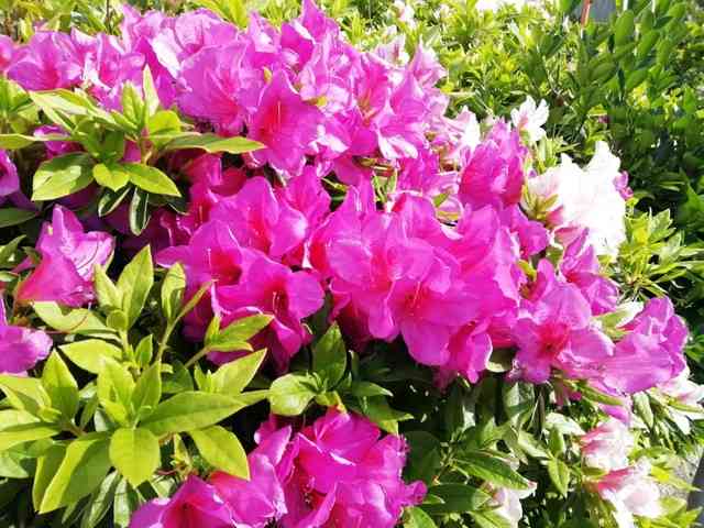 ツツジの甘い蜜、吸ったら毒？　専門家「吸わない方がいいです」