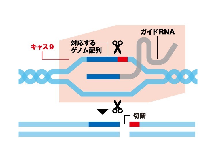 遺伝子を自在に書き換える「クリスパー・キャス９」とは：朝日新聞GLOBE＋