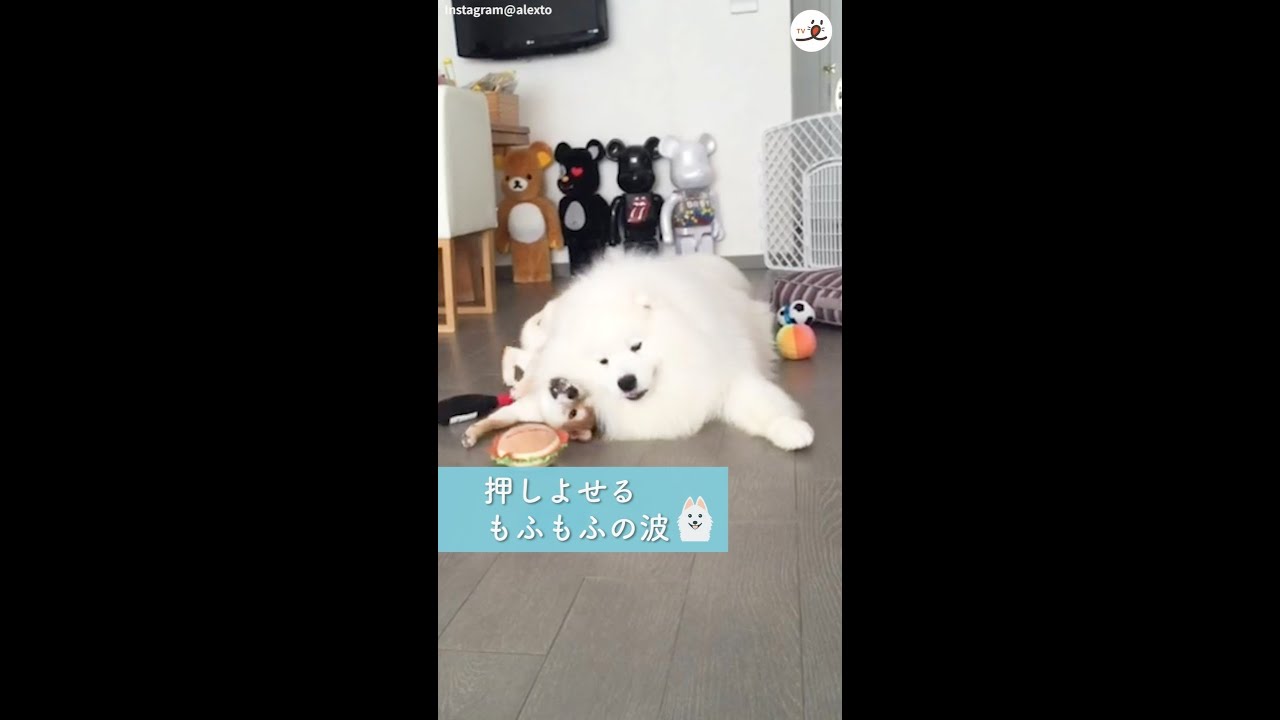 柴犬にモテモテなサモエドさん? その魅力はやっぱり…? #Shorts - YouTube