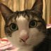信州ねこつぐら保存会? on Twitter: 