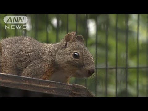 リス30匹が脱走・・・捕まえたら増えた！？39匹に（12/06/29） - YouTube